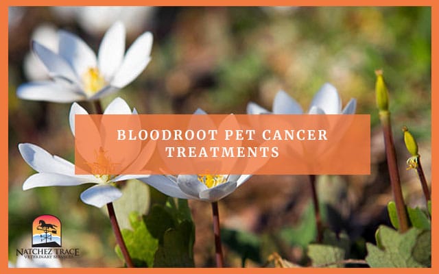 Imge for Bloodroot Pet Cancer Treatments Imge for Bloodroot Pet Cancer Treatments