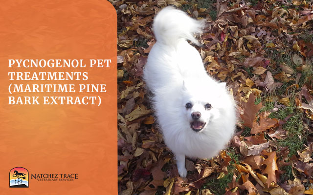 Image for Pycnogenol Pet Treatments: Maritime Pine Bark Extract