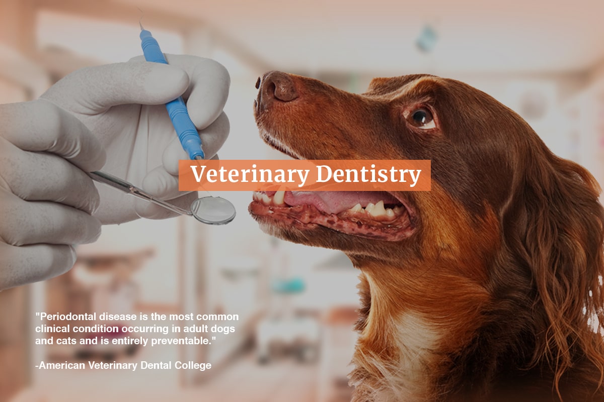 Veterinary Dentistry at Natchez Trace Veterinary Services in Nashville, TN