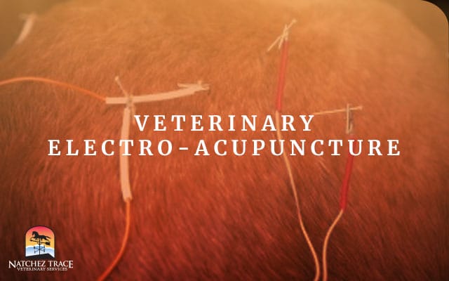 Picture Of Acupunture For Veterinary