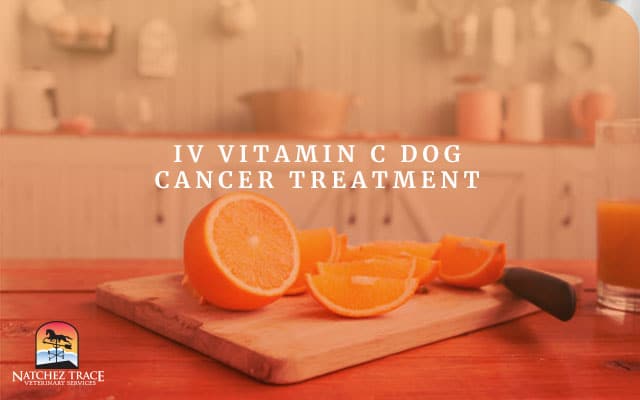 Image for IV Vitamin C Dog Cancer Treatment