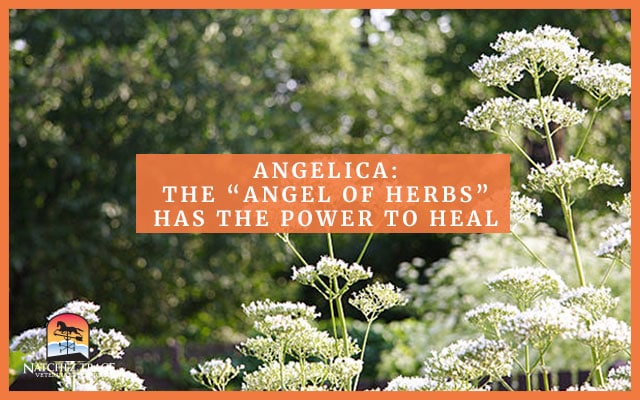 Picture Of Angelica Herbs