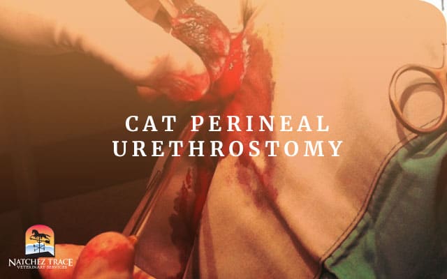 Image for PU Surgery Recovery: Cat Perineal Urethrostomy