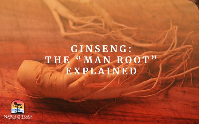 Picture of Ginseng With Root