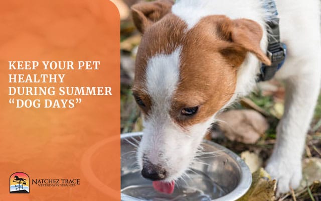 Image for Keep Your Pet Healthy During Summer "Dog Days"