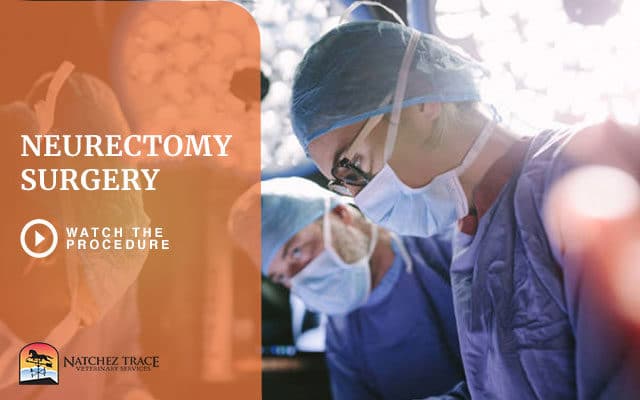 Neurectomy Surgery Behind-the-Scene