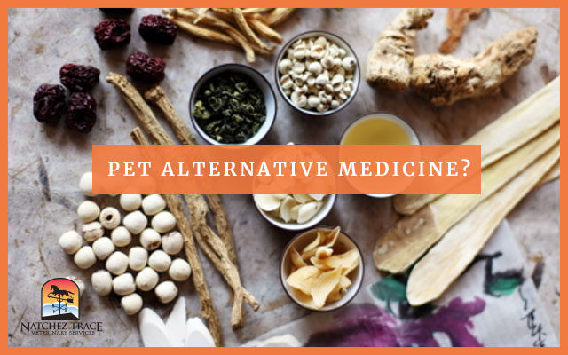 Pet Alternative Medicine As An Option