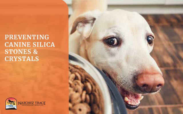 Preventing Canine Silica Stones & Crystals