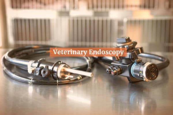 Veterinary Endoscopy at Natchez Trace Veterinary Services in Nashville, TN