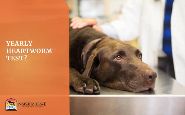 Yearly Heartworm Test