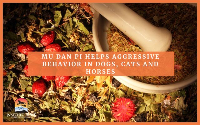 Image for Mu Dan Pi Helps Aggressive Behavior in Dogs, Cats and Horses