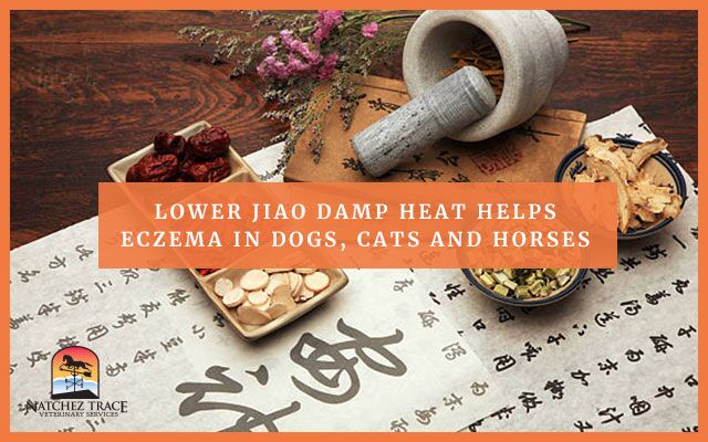 Image for Lower Jiao Damp Heat Helps with Eczema in Dogs, Cats and Horses