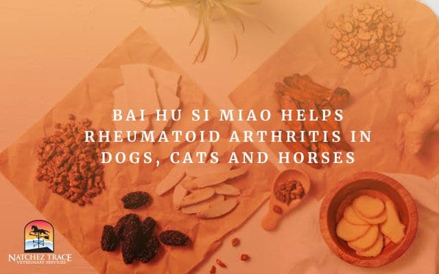 Image for Bai Hu Si Miao Helps Rheumatoid Arthritis in Dogs, Cats and Horses