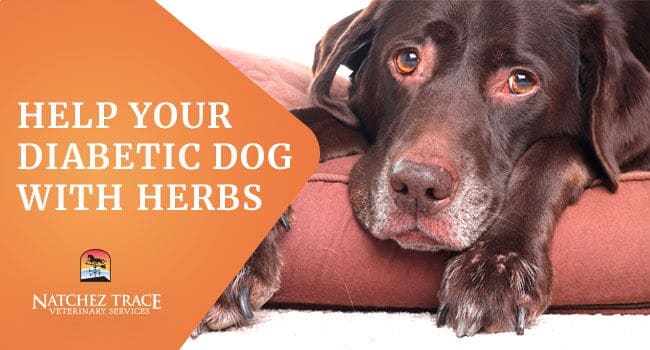Image for How to Help Your Diabetic Dog Using Chinese Herbs
