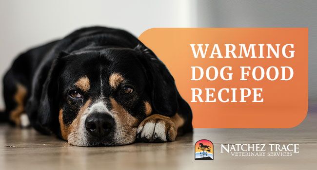 DIY Energetically Warming Homemade Dog Food Recipe