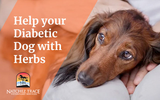 How to Help Your Diabetic Dog with Chinese Herbs
