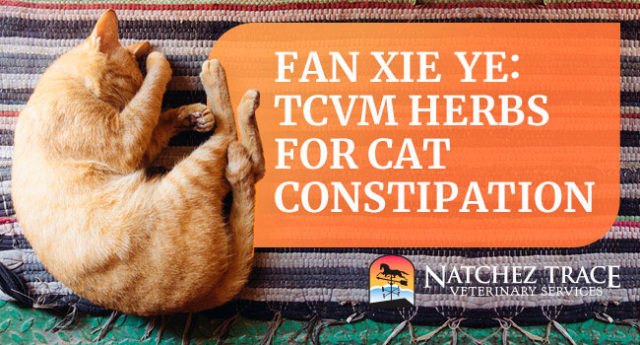 Fan Xie Ye: A Natural Remedy for Cat Constipation