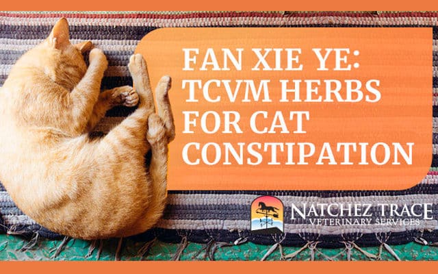 Fan-xie-ye-tcvm-herbs-for-cat-constipation
