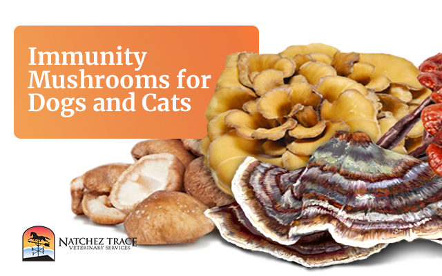 The Top 4 Immunity Mushrooms for Dogs and Cats