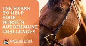 How to Help Horse Autoimmune Disorders With Herbs