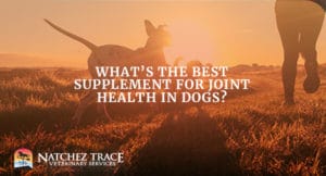 What's the Best Supplement for Joint Health in Dogs?
