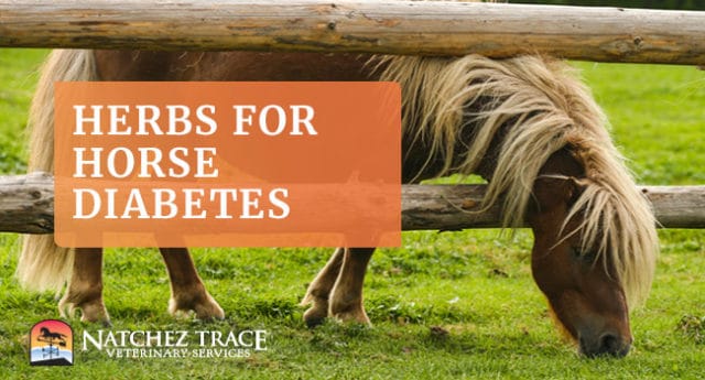 What's the Best Herbal Herbal Formulation for Horse Diabetes?