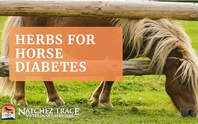 herbs-for-horse-diabetes