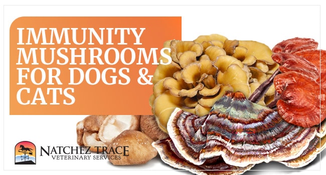 Image for The Top 4 Immunity Mushrooms for Dogs and Cats