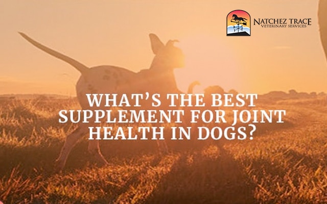 Supplement-for-joint-health-dogs