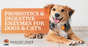 Image for What's the Best Probiotic Supplement for My Pets?