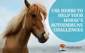 herbs-for-horse-autoimmune-challenges