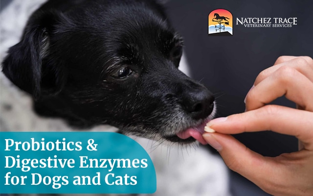 What’s The Best Probiotic Supplement For My Pets?
