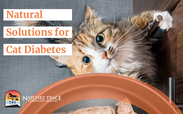 Looking for an Herbal Formulation for Diabetes in Cats?