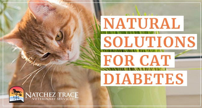 Image for Looking for an Herbal Formulation for Diabetes in Cats?
