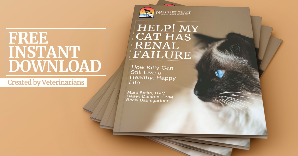 Help Your Cat's Renal Failure Free Instant Download