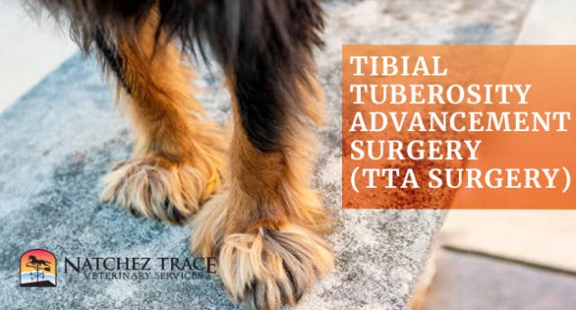 Image for Tibial Tuberosity Advancement Surgery (TTA Surgery)