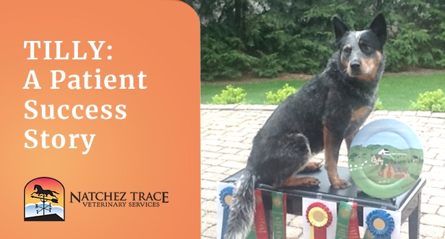 Image for TILLY: A Patient Success Story for Laser Therapy, Adequan, and Legend IV Injections