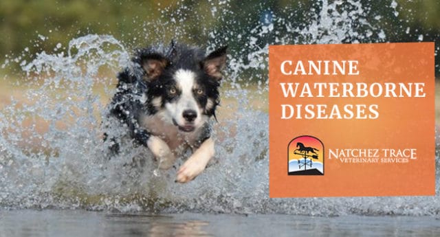 Image for Waterborne Diseases That Affects Dogs: Giardiasis and Leptospirosis