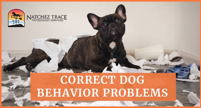 Image for Correct Dog Behavior Problems