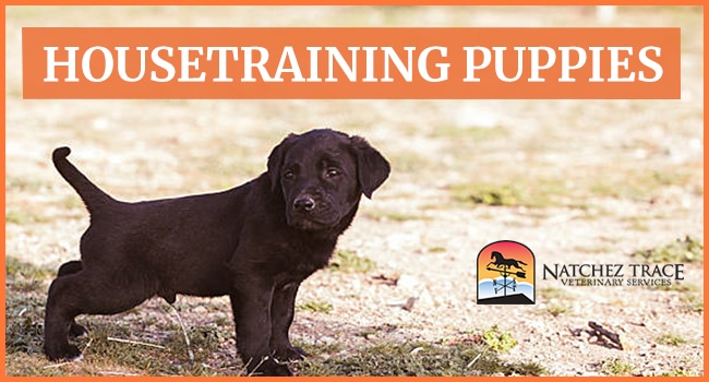 Image for Things You Should Know When Housetraining Puppies Image for Things You Should Know When Housetraining Puppies