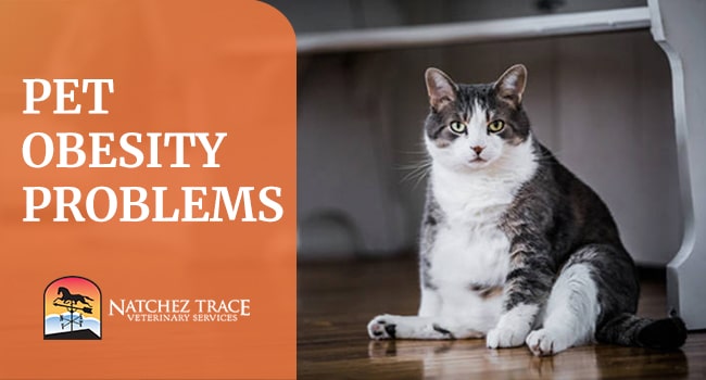 Image for Pet Obesity Problems, Health Risks and Management image for Pet Obesity Problems, Health Risks and Management