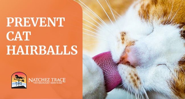 Prevent Cat Hairballs - Aternative Vets in Nashville & Franklin TN