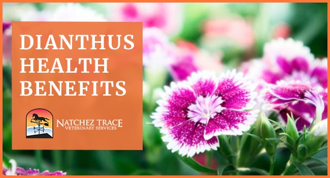 Image for Dianthus Health Benefits: A Remedy for Bladder Stones, Bladder Obstructions, Urinary Tract Infections