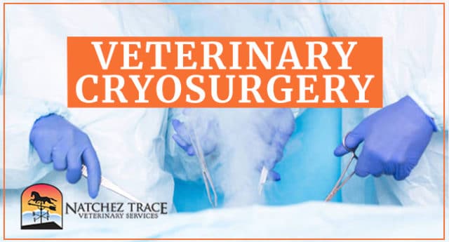 Image for Veterinary Cryosurgery Behind the Scenes: Watch the Procedure Now