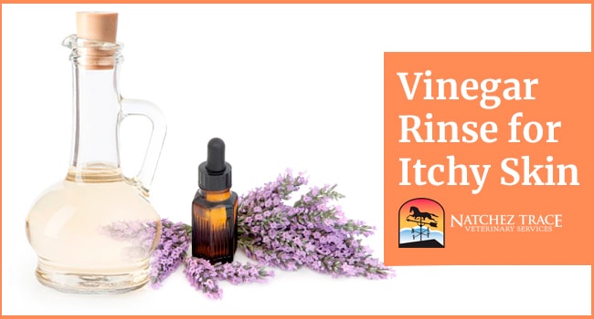 Image for Homemade Vinegar Rinse: Your Pet's Itchy Skin Remedy