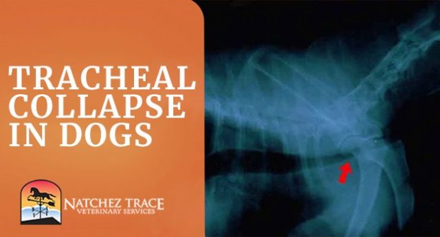 Image for Diagnosis and Treatment for Tracheal Collapse in Dogs