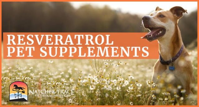 Image for Resveratrol Pet Supplements