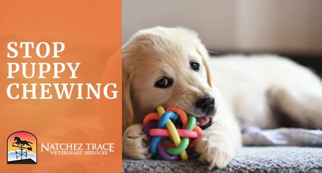 Image for How To Stop Puppy Chewing Problems