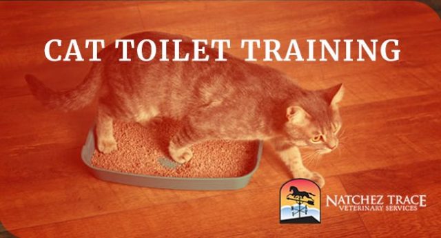 Image for Cat Toilet Training