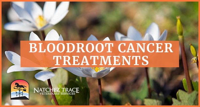 Image for Bloodroot Pet Cancer Treatments